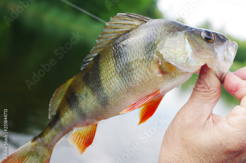Perch in the hand of the angler against the background of the river. 