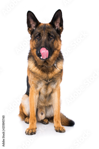 German shepherd dog on white background