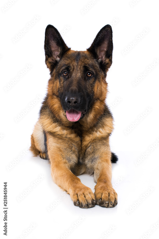 German shepherd dog on white background