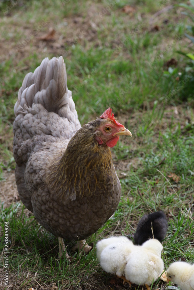 Fototapeta premium küken
