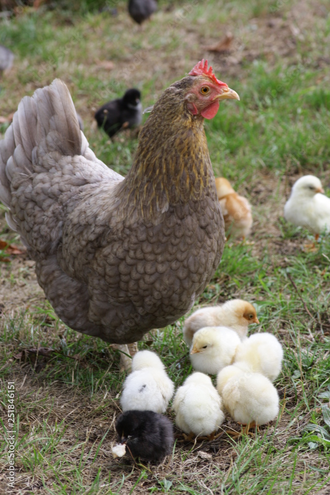 Fototapeta premium pisklę