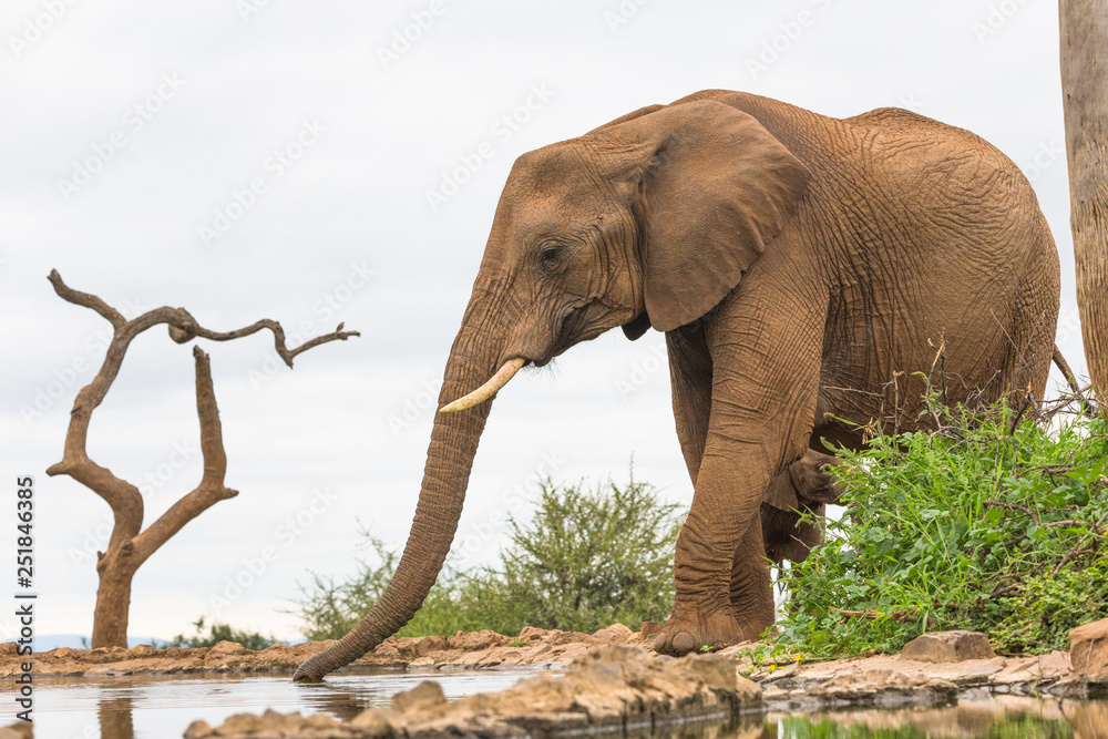 Elephant drinking at waterhole