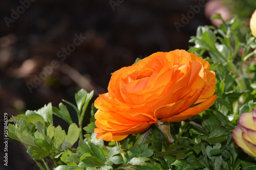 Asiatischer Hahnenfuss - Ranunkel - Ranunculus asiaticus