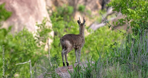 little antelope 