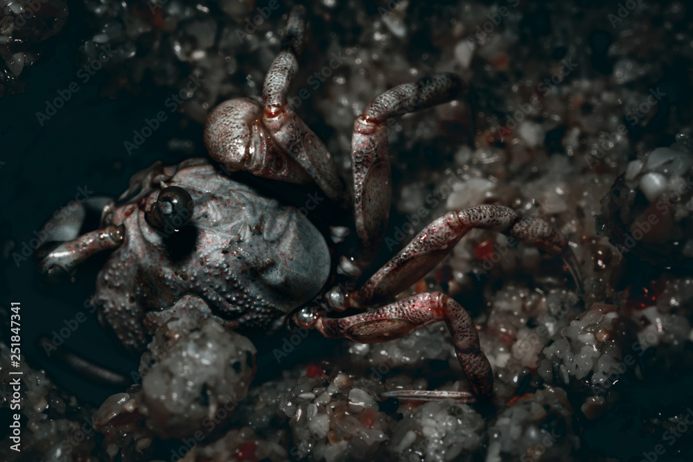 Macro photo of a small crab at work.