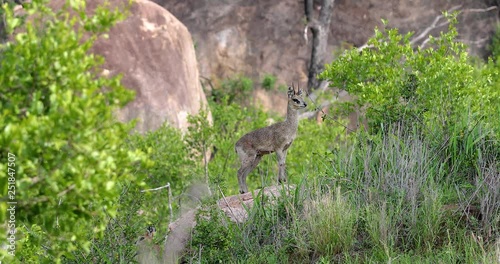 little antelope 