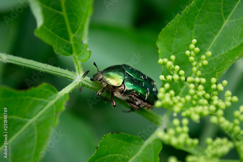 Cotinis mutabilis / figeater / metallic green beetle