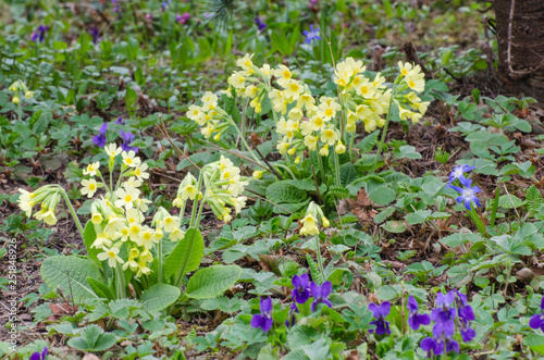 Schlüsselblume photo