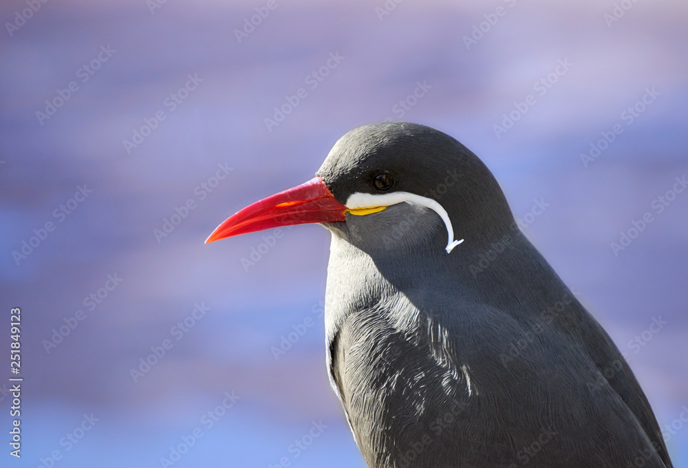 Naklejka premium Side view of one Inca tern (Larosterna inca) against blue background, closeup.