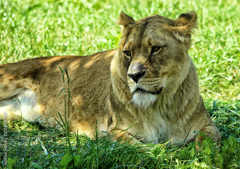 Female lion laying in the green grass Female lion laying in the green grass