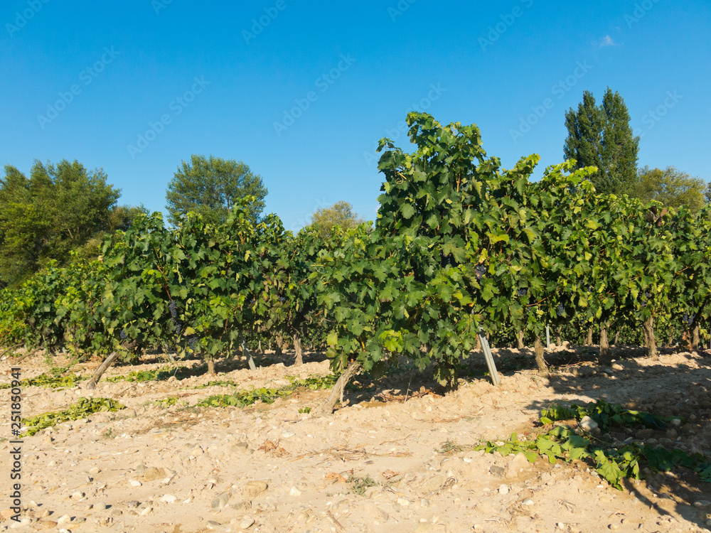 View of a wineyard in la rioja, Spain