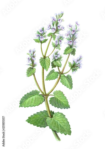 Photography Catnip Pencil Illustration Isolated on White
