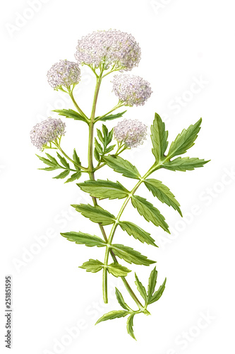 Valerian Pencil Drawing Isolated on White