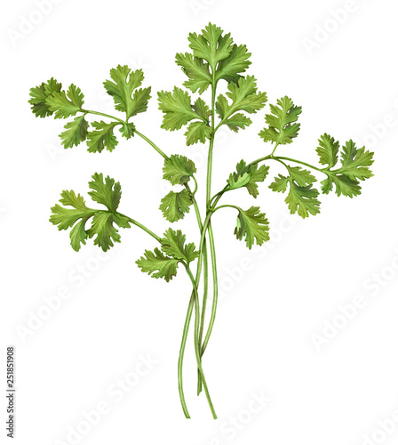 Cilantro Pencil Drawing Isolated on White