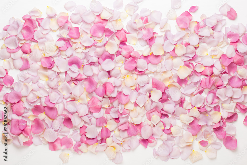 Fototapeta premium Pink rose flowers petals on white background. Flat lay, top view, copy space.