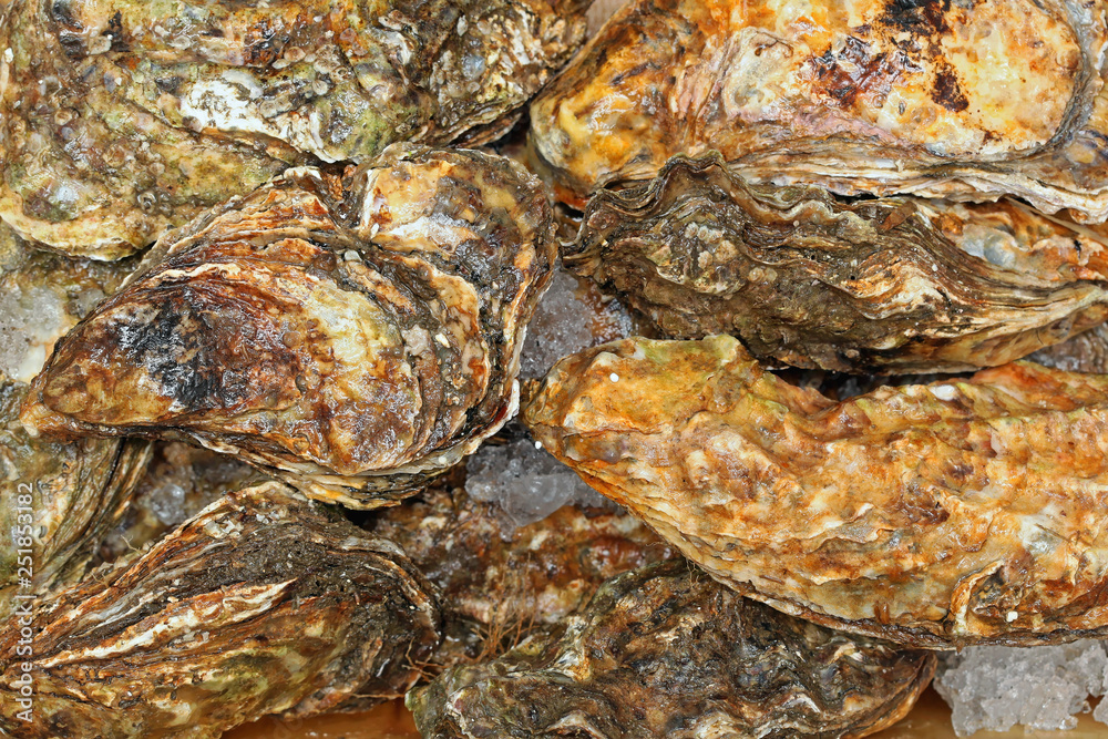 Rock Oysters Rock Oysters