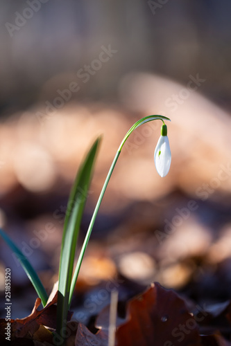  Spring flower snowdrop is the first flower in the end of winter and the beginning of spring.