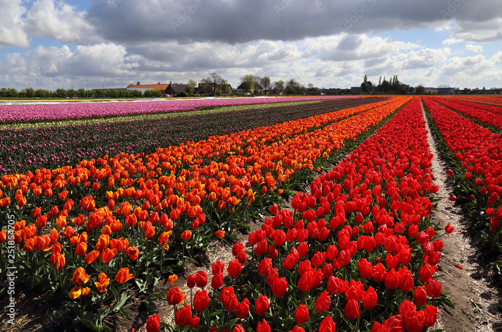 Flower fields in Holland