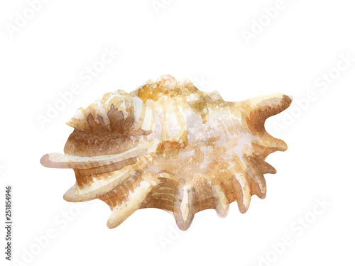 Watercolor illustration of seashell on white background