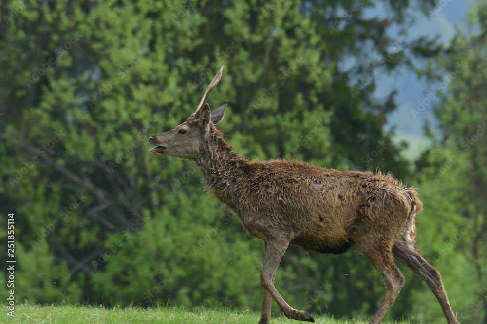 Herd of deer  and doe grazing and walking on the grass meadow 