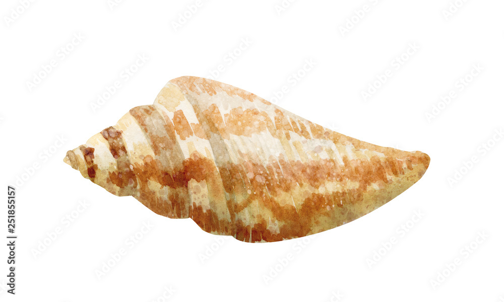 Hand drawn watercolor sea shell on white background