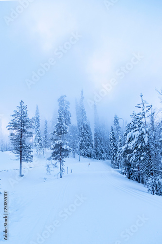 Winter forest, snow Blizzard and trees in the snow.