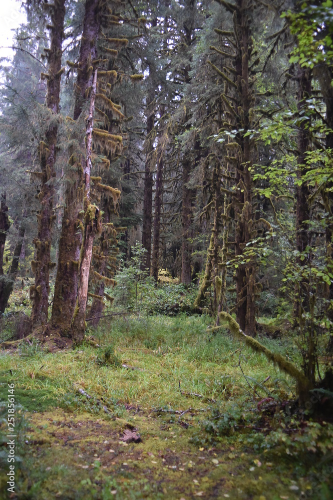 Olympic National Park, WA., U.S.A. Oct. 18, 2017. Hoh Forest autumn. Rainy day. Olympic National Park, WA., U.S.A. Oct. 18, 2017. Hoh Forest autumn. Rainy day.