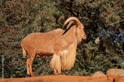 A male barbary sheep (Ammotragus lervia), Northern Africa.