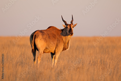 Fotografía Male eland antelope (Tragelaphus oryx) in late afternoon light, Mokala National Park, South Africa
