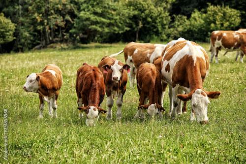 Group of cows of different sizes on pasture