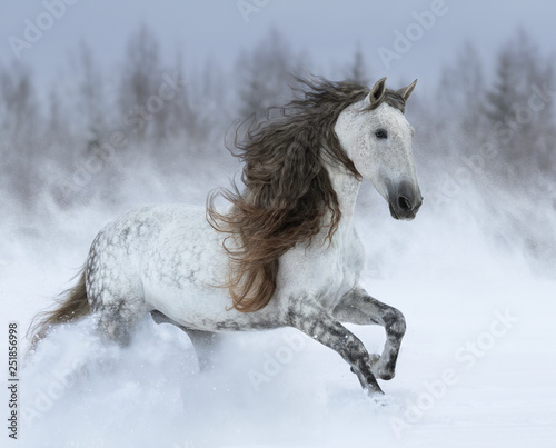 Grey long-mane Andalusian horse galloping during snowstorm.