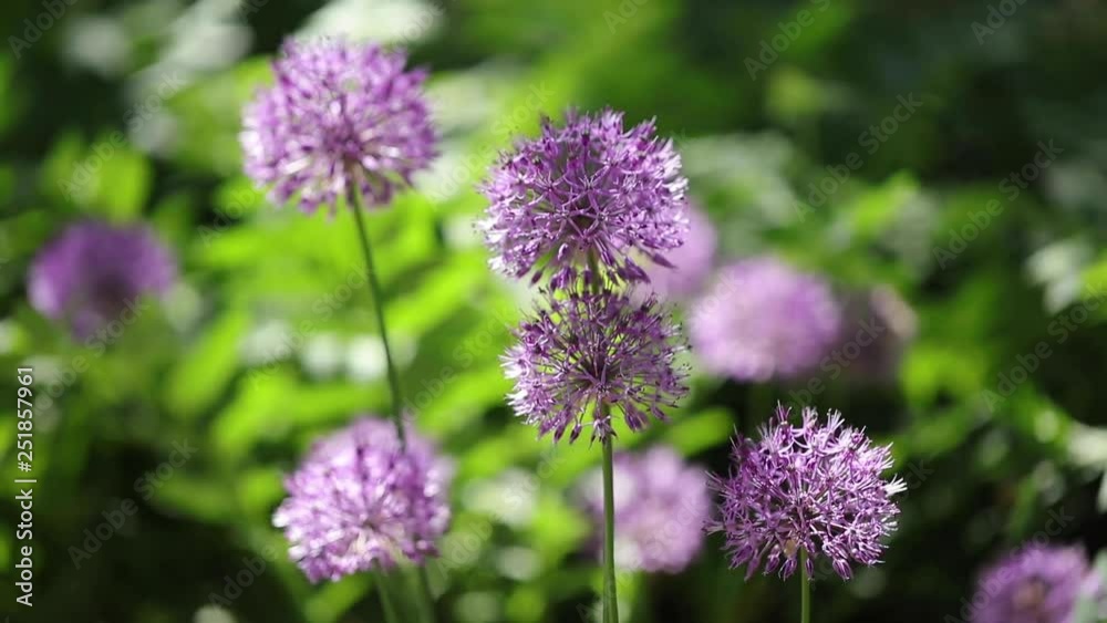 Beautiful background of flowers on a green meadow in summer sunny day. Decorative Allium with purple large spherical umbrellas. Selective focus. Beautiful background of flowers on a green meadow in summer sunny day. Decorative Allium with purple large spherical umbrellas. Selective focus.