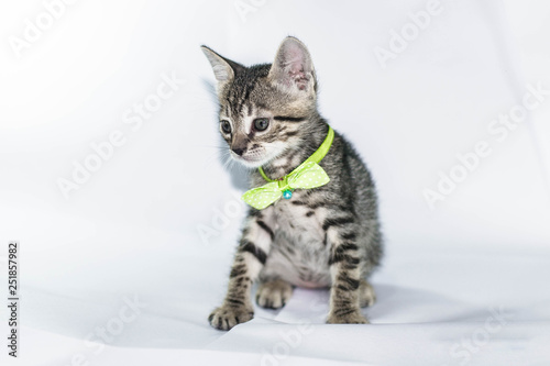 Beautiful one month old kittens, portrayed on a white background. © julio