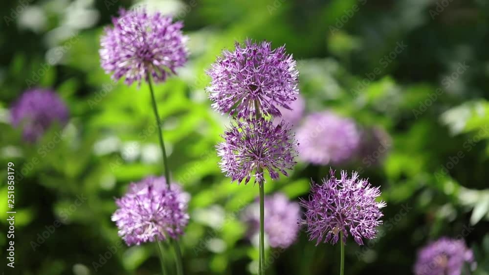 Beautiful background of flowers on a green meadow in summer sunny day. Decorative Allium with purple large spherical umbrellas. Selective focus. Beautiful background of flowers on a green meadow in summer sunny day. Decorative Allium with purple large spherical umbrellas. Selective focus.
