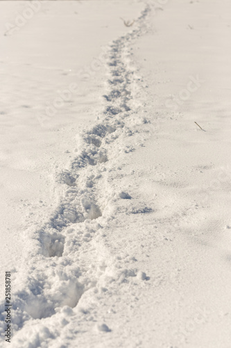 horse tracks on snow background