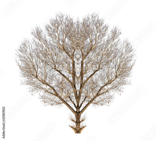 bare tree on white background