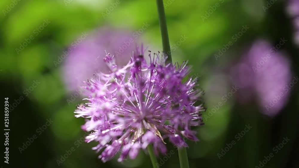 Beautiful background of flowers on a green meadow in summer sunny day. Decorative Allium with purple large spherical umbrellas. Selective focus. Beautiful background of flowers on a green meadow in summer sunny day. Decorative Allium with purple large spherical umbrellas. Selective focus.