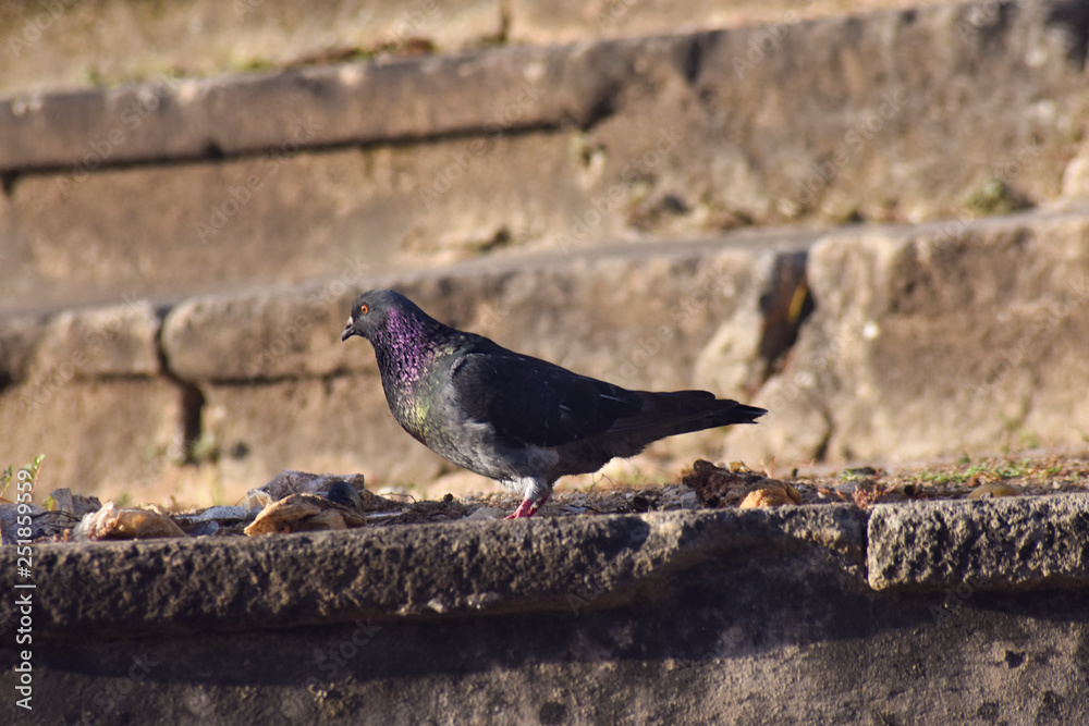 Obraz premium palomo