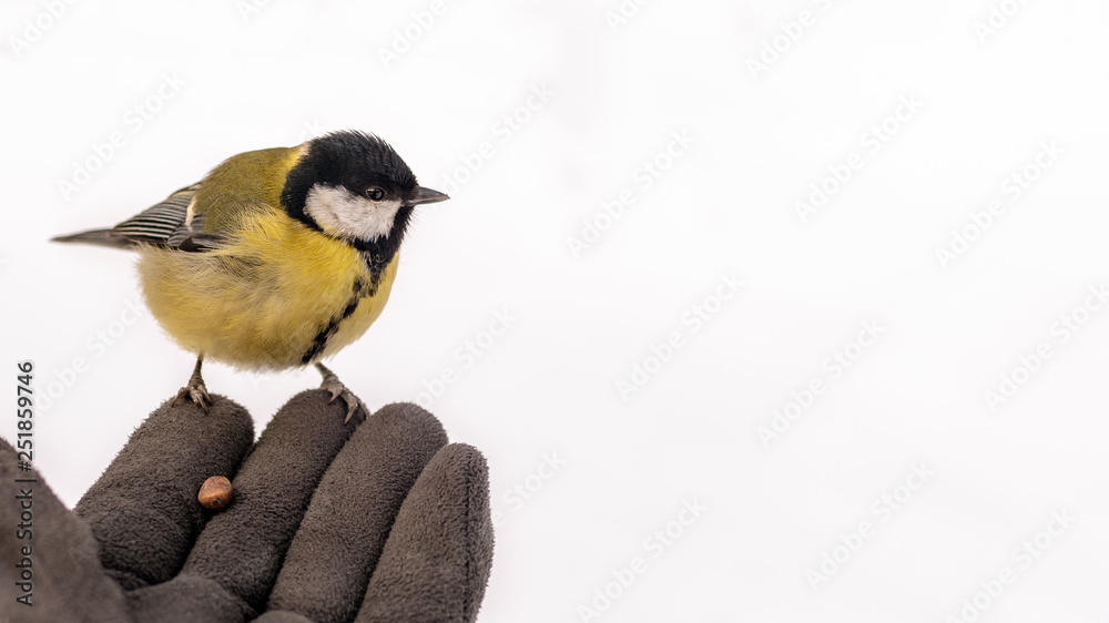 Tit sitting in the winter on the palm. Background with copy space. Tit sitting in the winter on the palm. Background with copy space.