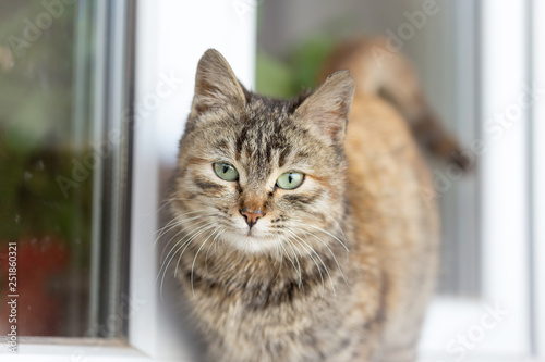 Cute cat sitting on the windowsill © donikz