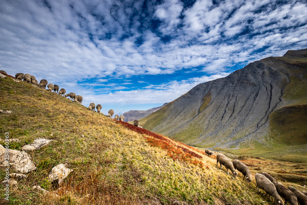 Moutons dans les pâturages alpins de l'Oisans, Alpes, France.