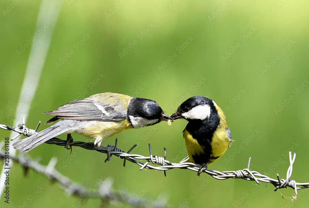 Obraz premium Meisenkind bei der Fütterung auf einem Draht sitzend