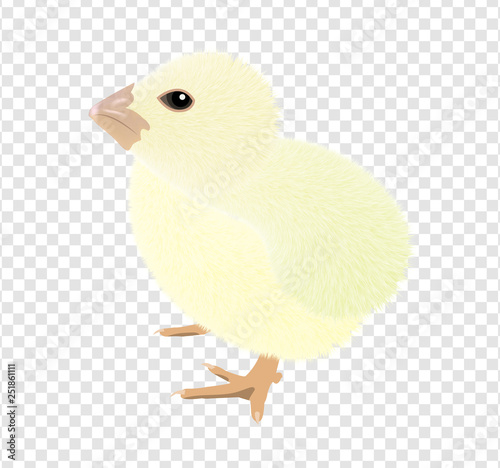 A Virtual image of cute little chicks isolated on a transparency background, realistic drawing vector illustration