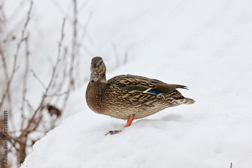 mallard in the snow mallard in the snow