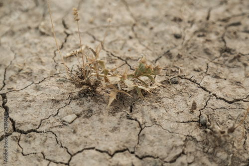 dried up plant on dry cracked earth