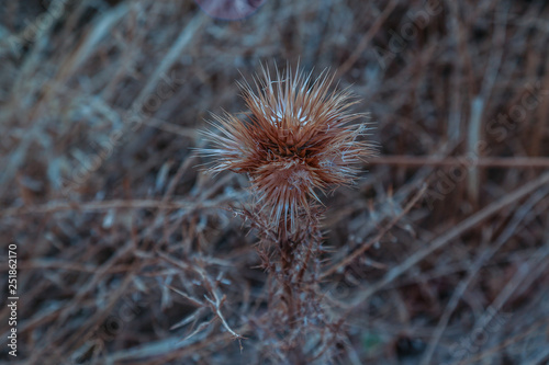 close up spiny blossom dired up outdoor