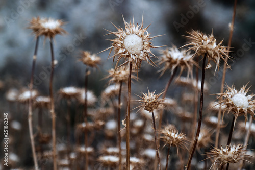 group of dried out globe thistle © Sylvia