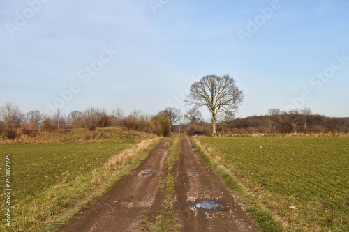 Dirt road through a green field