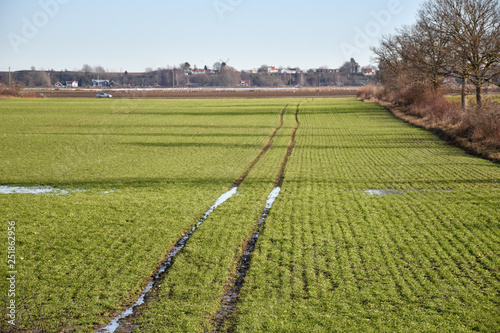 Tractor tracks in a green corn field