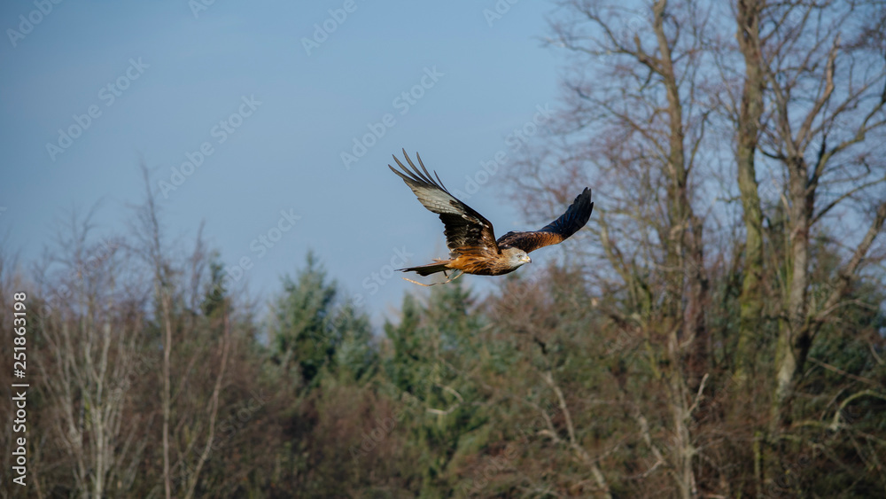 Obraz premium Kite - birds of prey